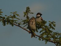 Emberiza calandra 20, Grauwe gors, Saxifraga-Bas Klaver