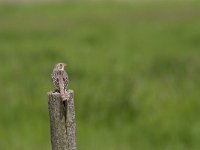 Emberiza calandra 26, Grauwe gors, Saxifraga-Jan Nijendijk