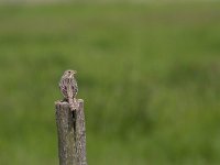 Emberiza calandra 27, Grauwe gors, Saxifraga-Jan Nijendijk