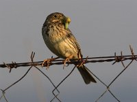 Emberiza calandra 4, Grauwe gors, Saxifraga-Luc Hoogenstein