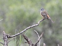 Emberiza cia 4, Grijze gors, Saxifraga-Tom Heijnen