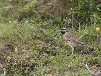 Emberiza cirlus 2, Cirlgors, male, Saxifraga-Mark Zekhuis