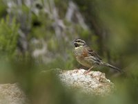 Emberiza cirlus 4, Cirlgors, male, Saxifraga-Mark Zekhuis