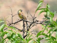 Emberiza cirlus 9, Cirlgors, Saxifraga-Tom Heijnen