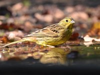 Emberiza citrinella 101, Geelgors, Saxifrag-Luuk Vermeer