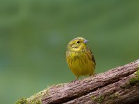 Geelgors  Geelgors bij vogelhut Garderen : Emberiza citrinella