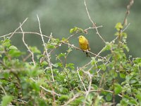 Emberiza citrinella 112, Geelgors, Saxifraga-Tom Heijnen