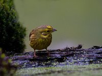 Geelgors  Geelgors bij vogelhut Garderen : Emberiza citrinella