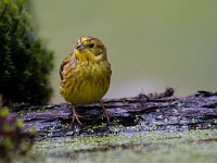 Geelgors  Geelgors bij vogelhut Garderen : Emberiza citrinella