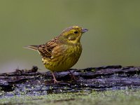 Geelgors  Geelgors bij vogelhut Garderen : Emberiza citrinella