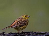 Geelgors  Geelgors bij vogelhut Garderen : Emberiza citrinella