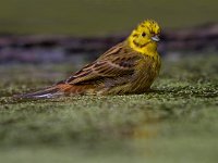 Geelgors  Geelgors bij vogelhut Garderen : Emberiza citrinella