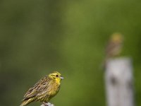 Emberiza citrinella 2, Geelgors, Saxifraga-Mark Zekhuis