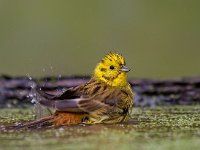 Geelgors  Geelgors bij vogelhut Garderen : Emberiza citrinella