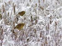 Emberiza citrinella 24, Geelgors, Saxifraga-Mark Zekhuis