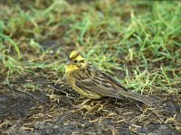 Emberiza citrinella 26, Geelgors, Saxifraga-Piet Munsterman