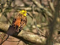 Emberiza citrinella 30, Geelgors, Saxifraga-Hans Dekker