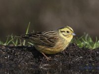 Emberiza citrinella 33, Geelgors, Saxifraga-Mark Zekhuis