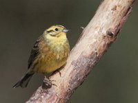 Emberiza citrinella 34, Geelgors, Saxifraga-Mark Zekhuis