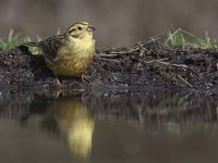 Emberiza citrinella 35, Geelgors, Saxifraga-Mark Zekhuis