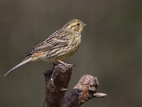 Emberiza citrinella 36, Geelgors, Saxifraga-Mark Zekhuis