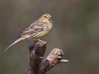 Emberiza citrinella 37, Geelgors, Saxifraga-Mark Zekhuis