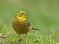 Emberiza citrinella 45, Geelgors, Saxifraga-Theo Verstrael