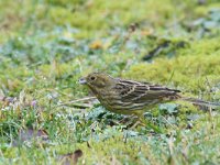 Emberiza citrinella 50, Geelgors, female, Saxifraga-Mark Zekhuis