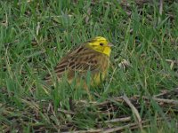 Emberiza citrinella 52, Geelgors, Saxifraga-Henk Sierdsema