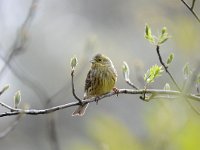 Emberiza citrinella 63, Geelgors, Saxifrag-Luuk Vermeer