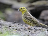 Emberiza citrinella 66, Geelgors, Saxifrag-Luuk Vermeer