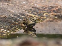 Emberiza citrinella 73, Geelgors, Saxifrag-Luuk Vermeer