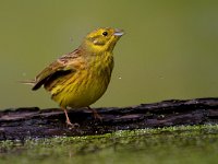 Geelgors  Geelgors bij vogelhut Garderen : Emberiza citrinella