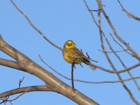 Emberiza citrinella 83, Geelgors, Saxifrag-Luuk Vermeer