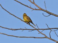 Emberiza citrinella 84, Geelgors, Saxifrag-Luuk Vermeer