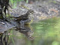 Emberiza citrinella 87, Geelgors, Saxifrag-Luuk Vermeer