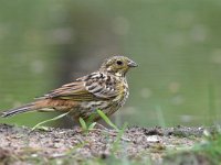 Emberiza citrinella 88, Geelgors, Saxifrag-Luuk Vermeer