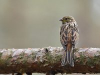 Emberiza citrinella 94, Geelgors, Saxifrag-Luuk Vermeer