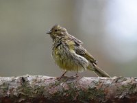 Emberiza citrinella 95, Geelgors, Saxifrag-Luuk Vermeer