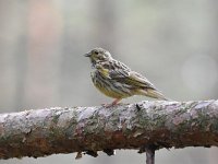 Emberiza citrinella 98, Geelgors, Saxifrag-Luuk Vermeer