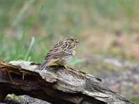 Emberiza citrinella 99, Geelgors, Saxifrag-Luuk Vermeer