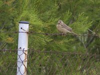 Emberiza hortulana 2, Ortolaan, Saxifraga-Mark Zekhuis