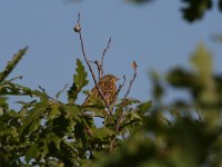 Emberiza hortulana 3, Ortolaan, Saxifraga-Dirk Hilbers