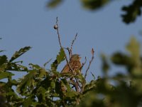 Emberiza hortulana 4, Ortolaan, Saxifraga-Dirk Hilbers