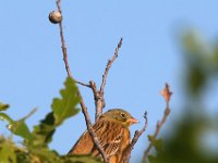 Emberiza hortulana 5, Ortolaan, Saxifraga-Dirk Hilbers