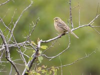 Emberiza hortulana 7, Ortolaan, Saxifraga-Tom Heijnen