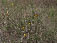 Emberiza melanocephala 10, Zwartkopgors, Saxifraga-Luc Hoogenstein