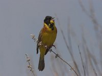 Emberiza melanocephala 11, Zwartkopgors, Saxifraga-Lianne Schroeder