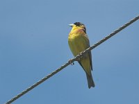 Emberiza melanocephala 12, Zwartkopgors, male, Saxifraga-Joerg Mager