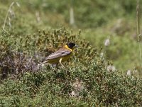 Emberiza melanocephala 13, Zwartkopgors, Saxifraga-Henk Baptist